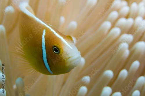 Orange skunk clownfish (Amphiprion sandaracinos), defending its coral, Great Barrier Reef, Queensland, Australia, Oceania
