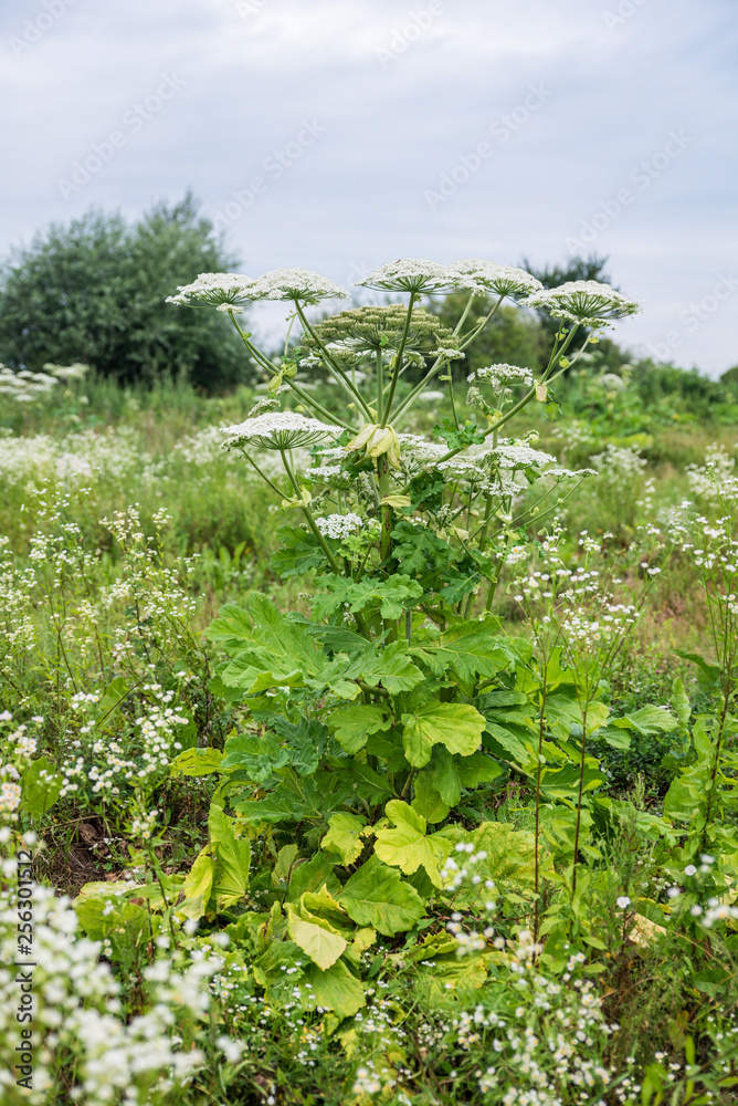 Giant Hogweed in field, blooming. Dangerous toxic plant also known as Cow Parsnip or Heracleum