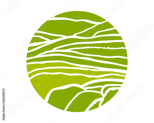 Vector rice or tea plantation on cascades field