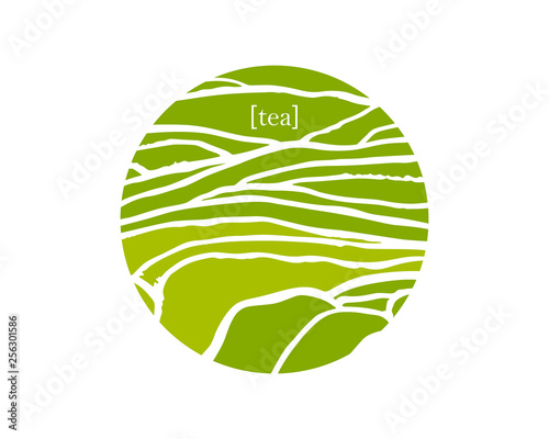 Vector rice or tea plantation on cascades field