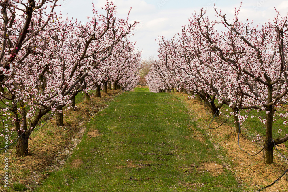 Colorful spring blooming of apricot trees Colorful spring blooming of apricot trees