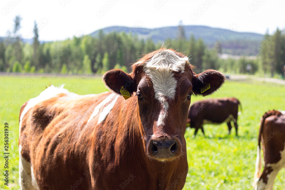 cow portrait cow portrait