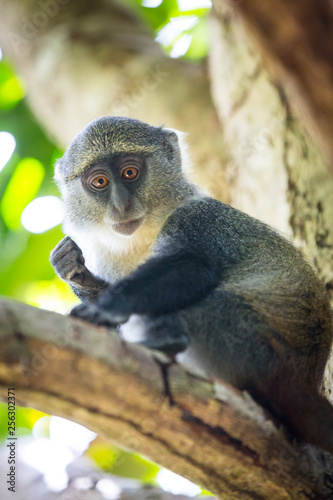 Small curious monkey on green tree © Pavlo Klymenko