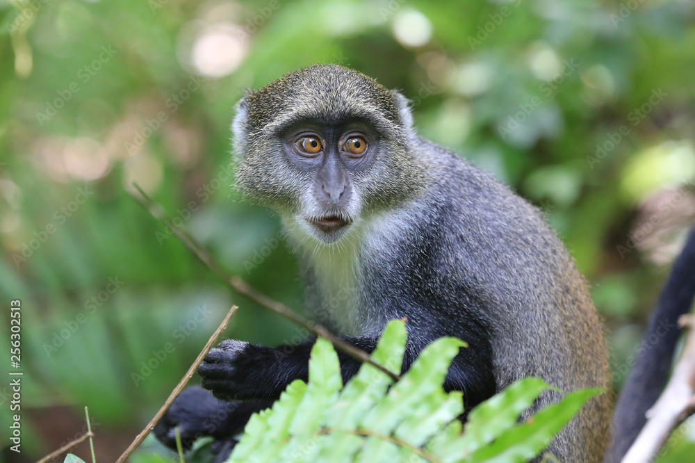 young monkey in jungle young monkey in jungle