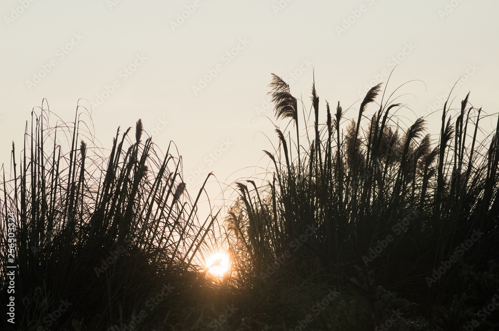 Fototapeta premium A dawn in the grass 