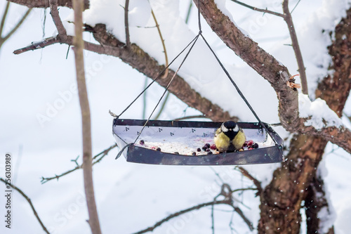 Fotografie hungry wild bird titmouse on a tree in spring forest