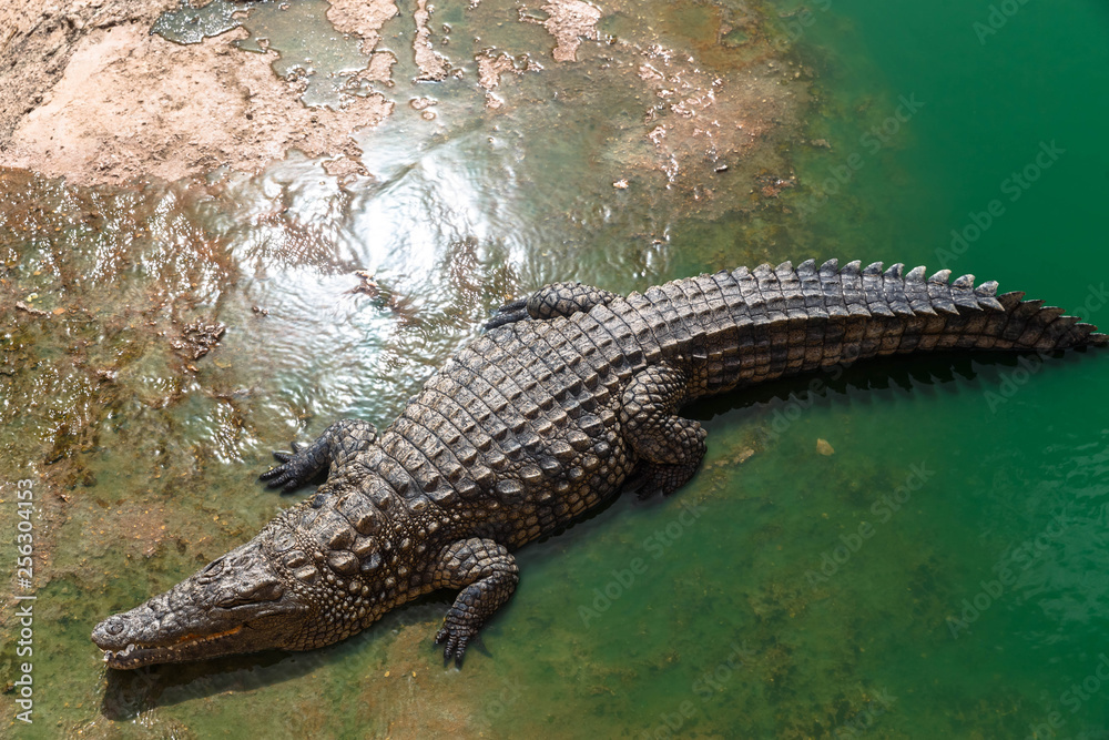 Obraz premium Nile crocodile or crocodylus niloticus on riverbank, animal park, Morocco.