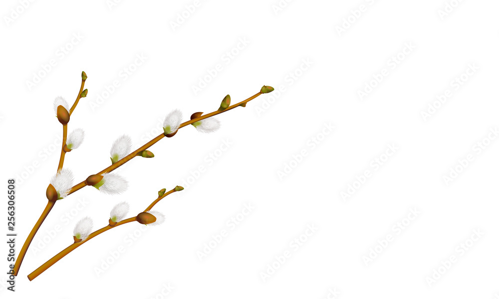 Weidenkätzchen Zweig, Frühlingsblume in der Osterzeit,  Vektor Illustration isoliert auf weißem Hintergrund - obrazy, fototapety, plakaty 