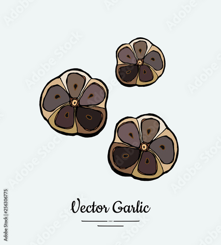 Vegetable garlic black cloves chopped. Hipster hand drawn vector illustration of garlic chop. Hand drawn isolated black garlic for restaurant menu, vegetarian poster, logo, icon, sticker, farm shop.
