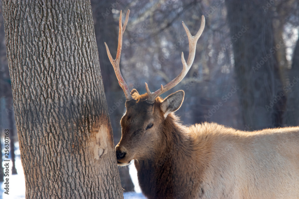 Fototapeta premium Young Elk and His Tree
