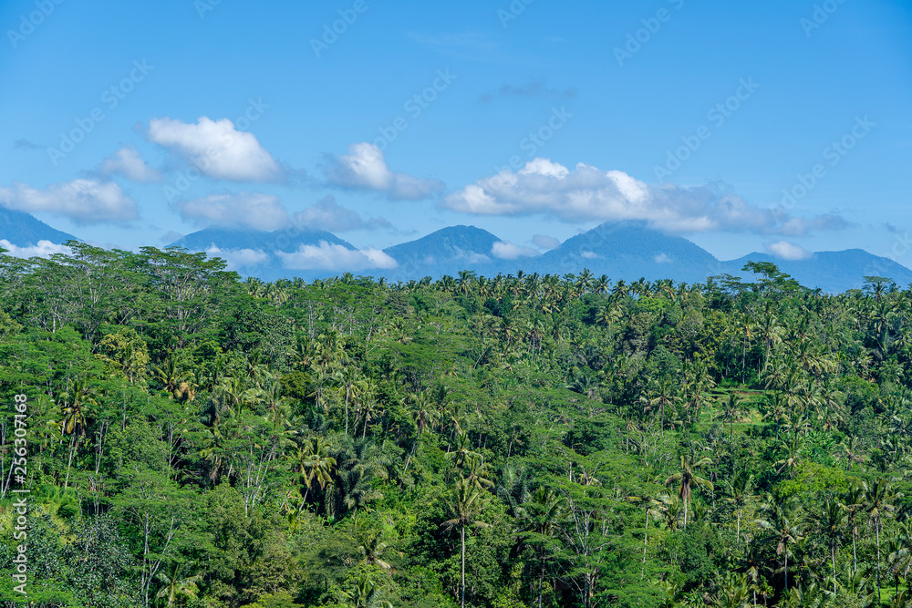 Landscape with rice fields, palm tree and Agung volcano at sunny day in island Bali, Indonesia. Nature and travel concept