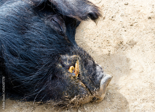 close up of a stocky black Guinea hog lying asleep in the dirt photo