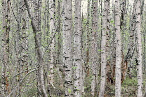 Birch tree in the forest