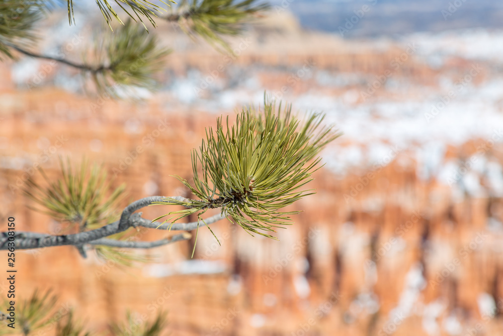A close up of pine needles on a branch at Bryce Canyon, with a shallow depth of field A close up of pine needles on a branch at Bryce Canyon, with a shallow depth of field