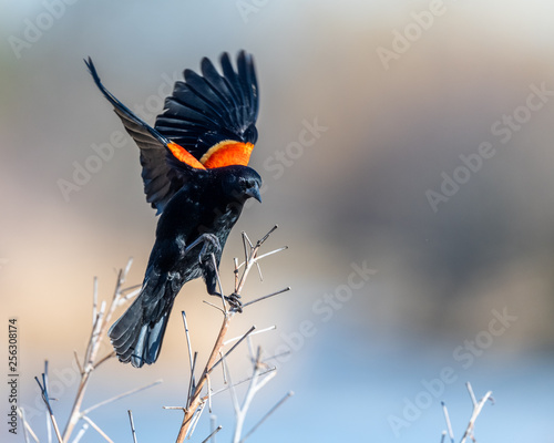 Red winged blackbird