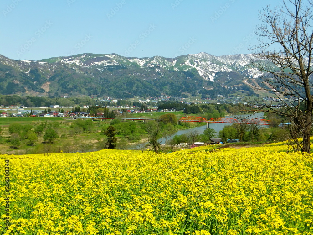 菜の花畑と山々