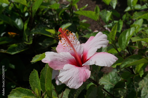 Beautiful flower from Fuerteventura