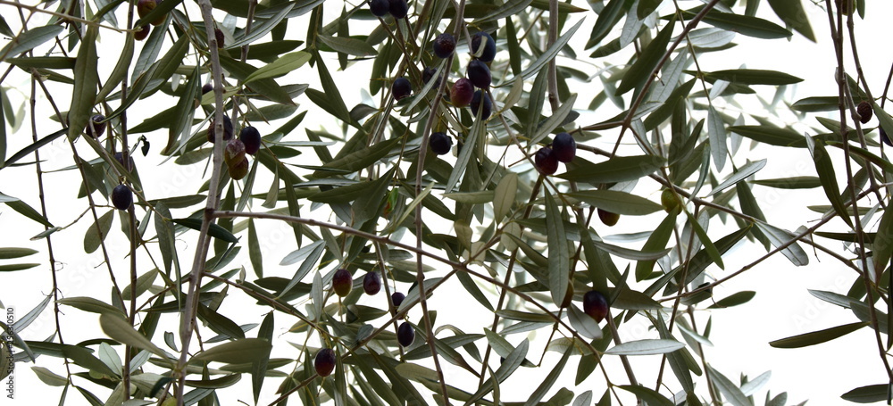 Olivenbaum - Olivenzweig mit schwarzen Oliven Olivenbaum - Olivenzweig mit schwarzen Oliven