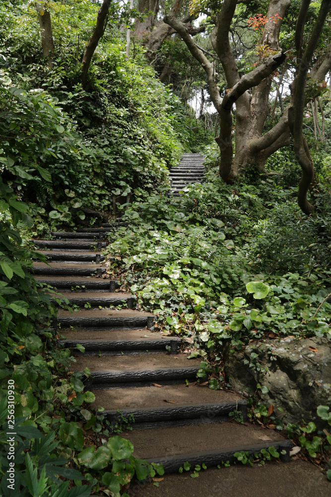 Forest in Jogasaki, Izu Peninsula, Japan Forest in Jogasaki, Izu Peninsula, Japan
