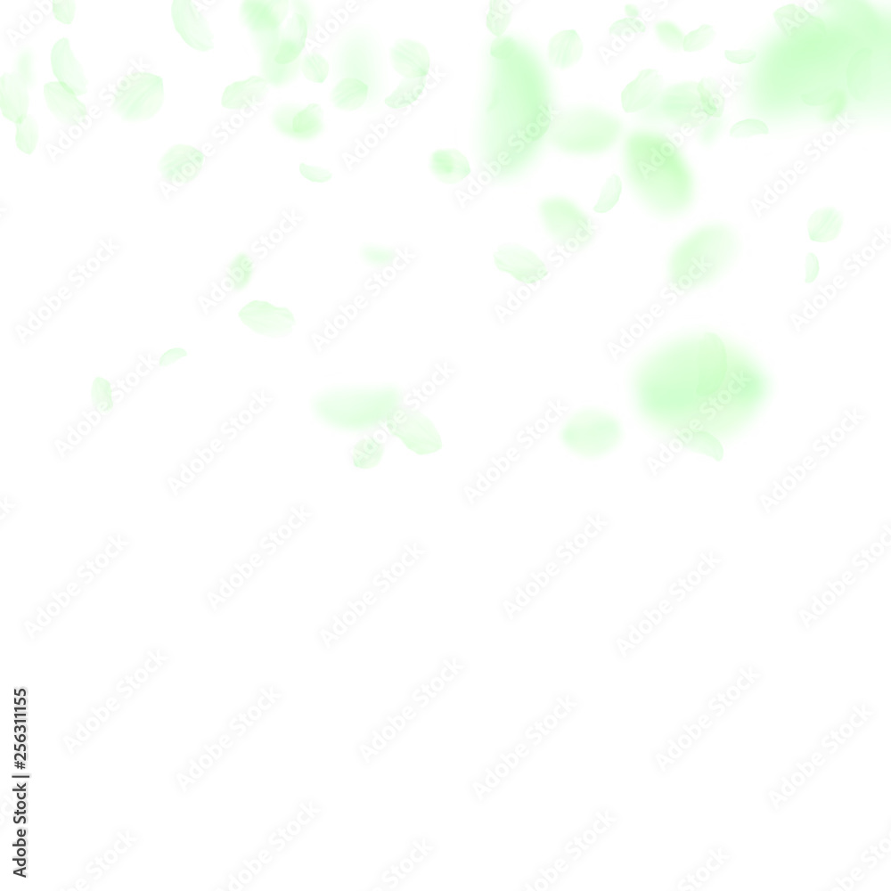 Green flower petals falling down. Splendid romanti Green flower petals falling down. Splendid romanti