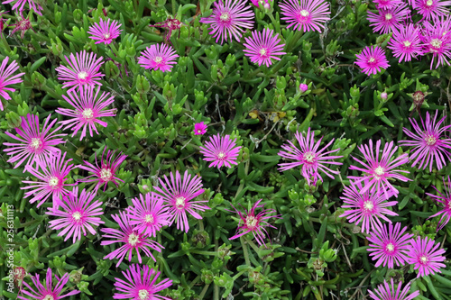Zen Garden, Kyoto, Japan