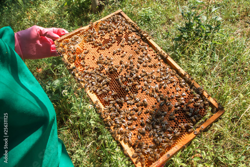 Frame with sealed bee brood in the hands of a beekeeper. Frame with bees set. Honeybee family with drones on honeycombs with sealed honey.