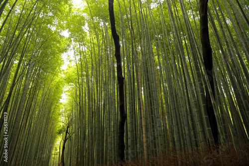 Arashiyama Bamboo Forest  Kyoto  Japan