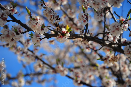 Beautiful spring blossoming apple tree closeup in garden