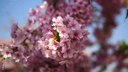 Wallpaper Mural Flowers in spring series: Blossoms of Cherry flowers in small clusters on a cherry tree branch in breeze with blue sky background, 4K movie, slow motion. Torontodigital.ca