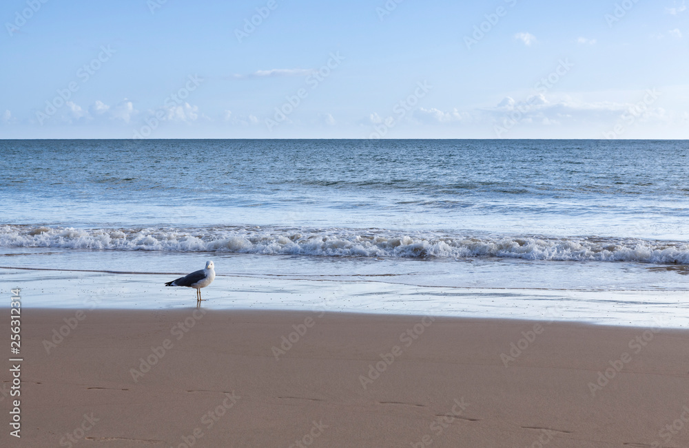 A seagull on a calm beach with blue sky and white clouds in the background