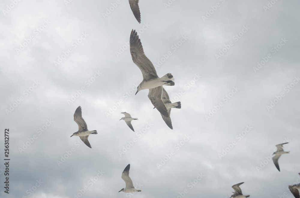 Obraz premium mahahual