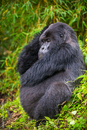 Rwanda, Virunga National Park, mountain gorilla photo