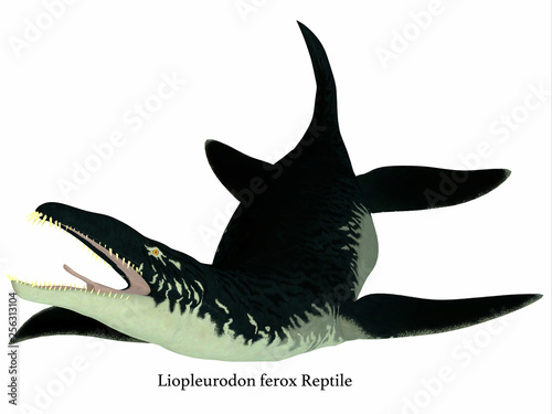 Liopleurodon Reptile on White with Font - Liopleurodon was a Plesiosaur marine reptile that lived during the Jurassic Period of England and France. photo