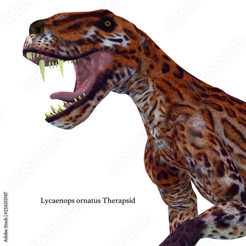 Lycaenops Cat Head with Font - Lycaenops was a carnivorous cat-like dinosaur that lived in South Africa during the Permian Period.