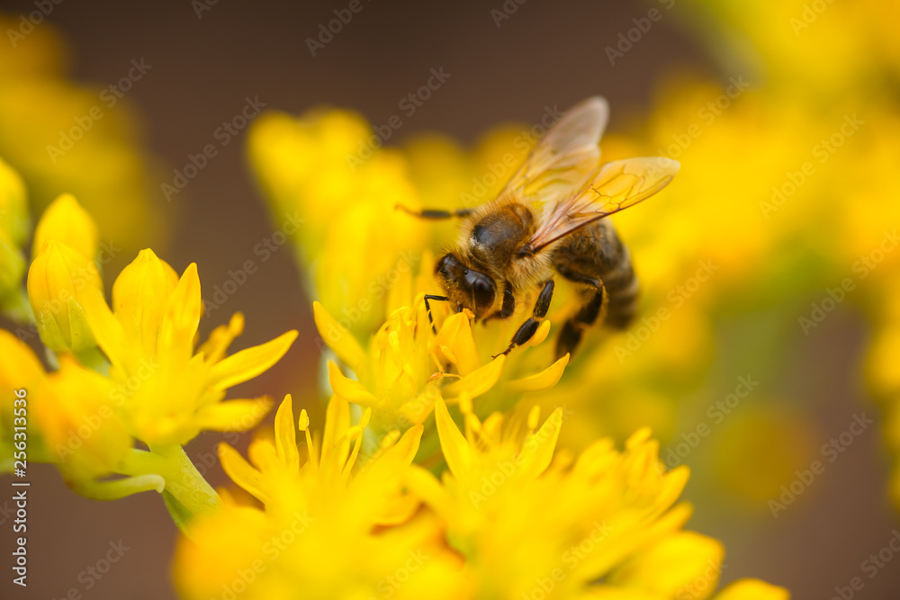 honeybee collects nectar and pollen from yellow flowers Sedum acre, goldmoss, mossy or biting stonecrop, goldmoss sedum, stonecrop and wallpepper growing in a flowerbed in the garden. honeybee collects nectar and pollen from yellow flowers Sedum acre, goldmoss, mossy or biting stonecrop, goldmoss sedum, stonecrop and wallpepper growing in a flowerbed in the garden.