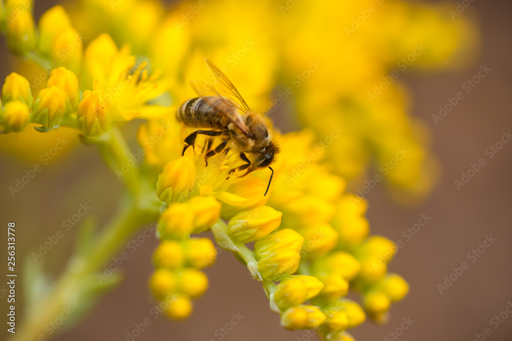 honeybee collects nectar and pollen from yellow flowers Sedum acre, goldmoss, mossy or biting stonecrop, goldmoss sedum, stonecrop and wallpepper growing in a flowerbed in the garden. honeybee collects nectar and pollen from yellow flowers Sedum acre, goldmoss, mossy or biting stonecrop, goldmoss sedum, stonecrop and wallpepper growing in a flowerbed in the garden.