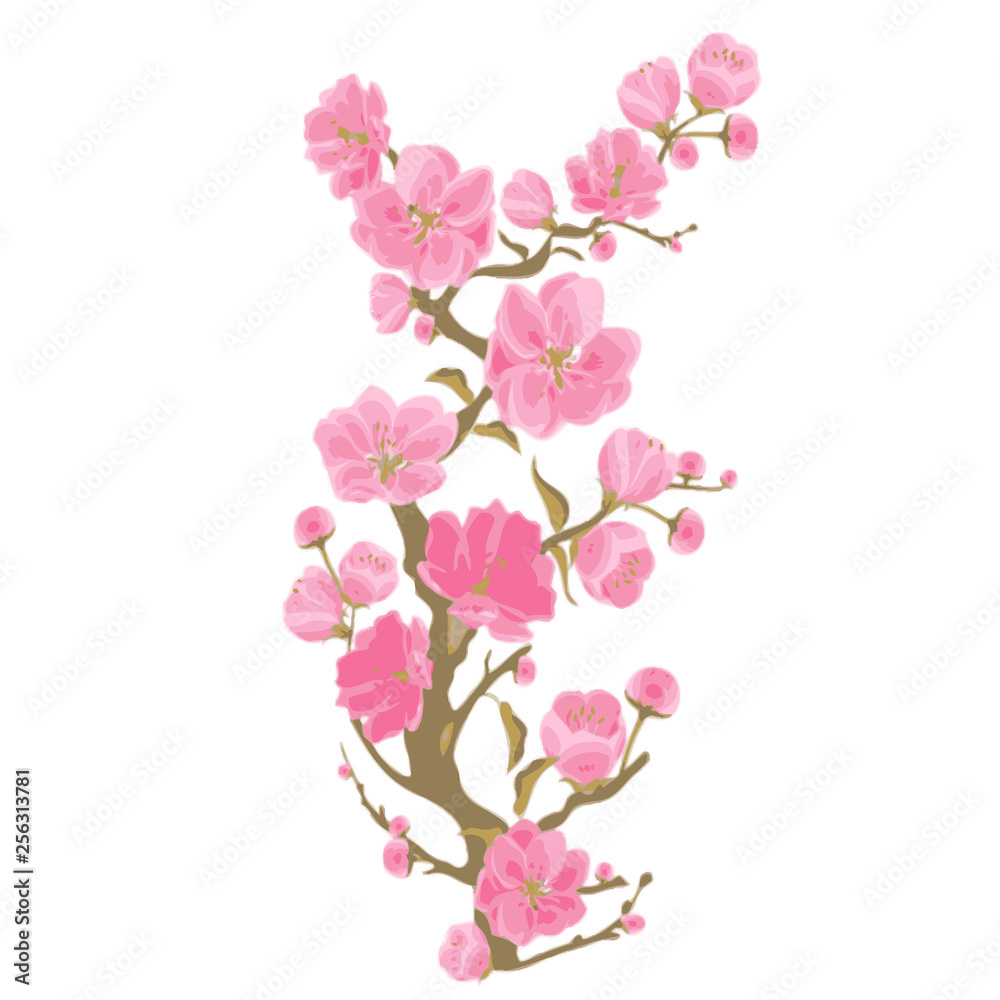 Sakura flower on branch in bloom. Cherry blossom