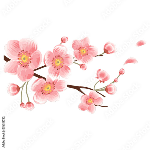 Sakura flower on branch in bloom. Cherry blossom