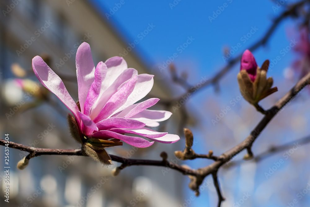Close-up of beautiful pink magnolia flowers on a bright blue sky background. Blossoming of magnolia tree on a sunny spring day. Flowering of magnolia in a public park.