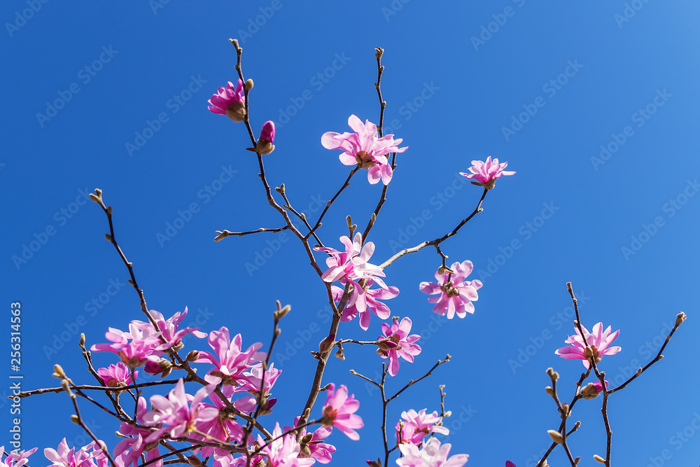 Close-up of beautiful pink magnolia flowers on a bright blue sky background. Blossoming of magnolia tree on a sunny spring day. Flowering of magnolia in a public park. Close-up of beautiful pink magnolia flowers on a bright blue sky background. Blossoming of magnolia tree on a sunny spring day. Flowering of magnolia in a public park.