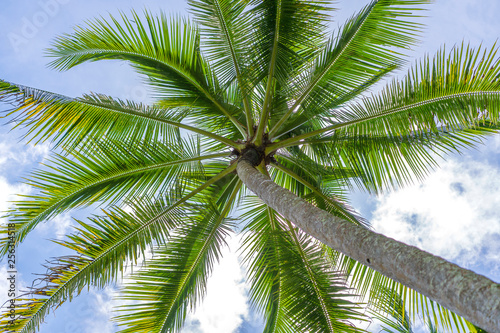 Close up green coconuts hanging on a palm tree against a blue sky  Thailand
