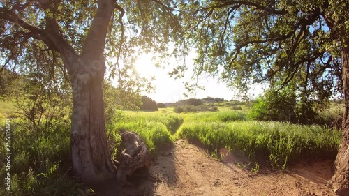 Los Angeles spring meadow at Santa Susana Pass State Historic Park in the San Fernando Valley.   photo