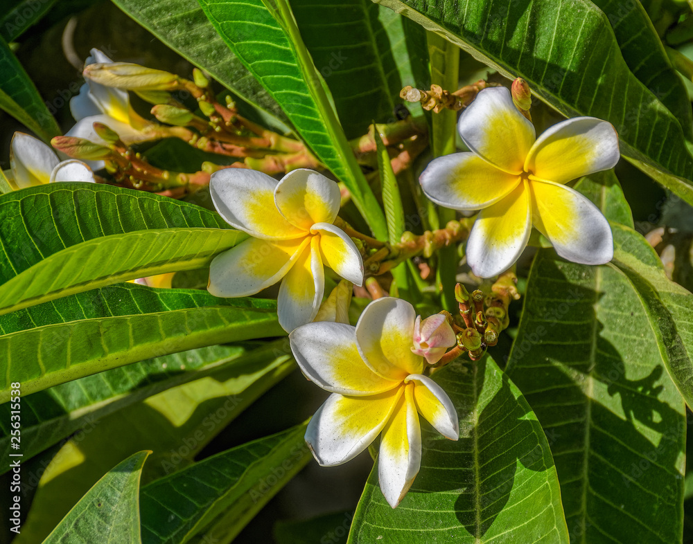 Fototapeta premium Bright white and yellow flowers on blooming Plumeria (frangipani) tree in garden.