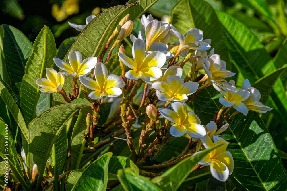 Obraz premium Bright white and yellow flowers on blooming Plumeria (frangipani) tree in garden.