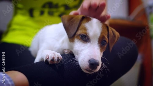 Mistress petting Jack Russell Terrier puppy