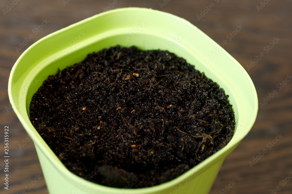 flower pot of light green color. Seeds on the ground. flower pot of light green color. Seeds on the ground.