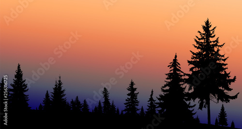 Silhouette of coniferous trees on the background of colorful sky.