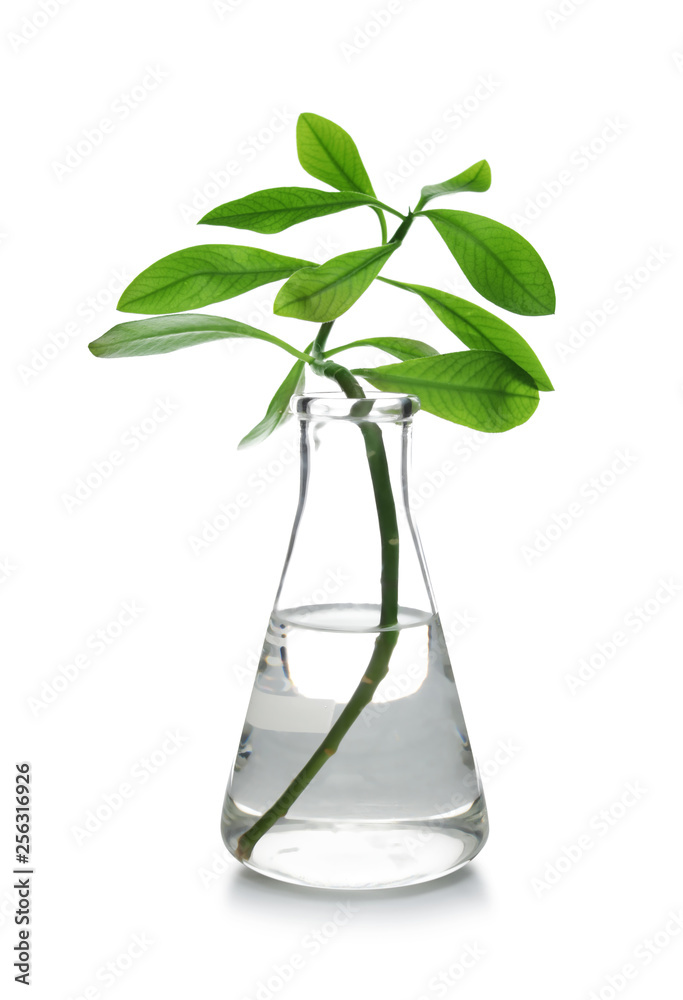 Flask with exotic plant isolated on white. Organic chemistry Flask with exotic plant isolated on white. Organic chemistry