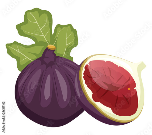 Purple feijola fruit with a green leaf cut in half vector illustration on white background.