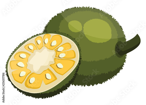 Green jackfruit cut in half vector illustration on white background.